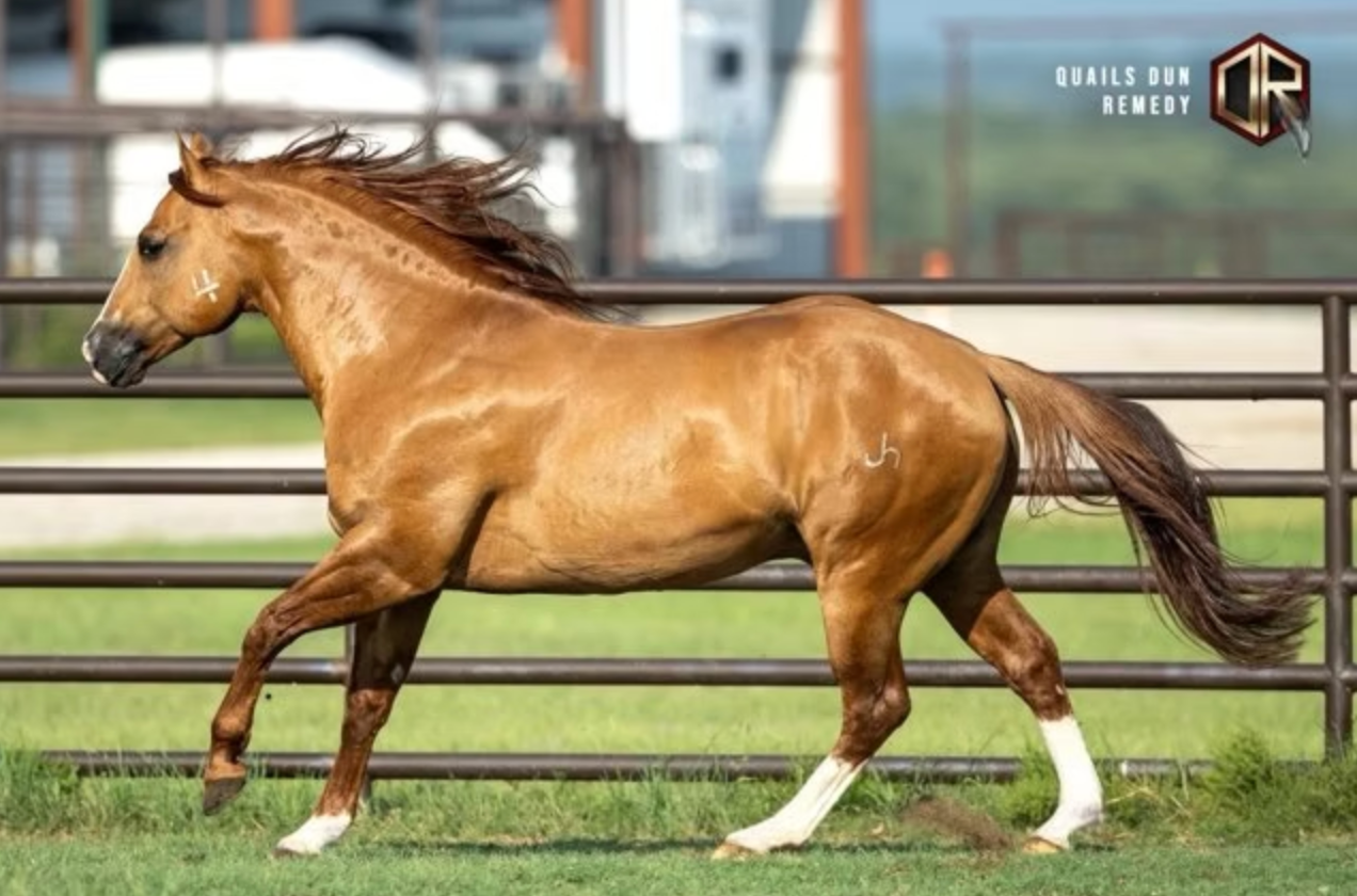 Red Dun Stallion Photo Texas