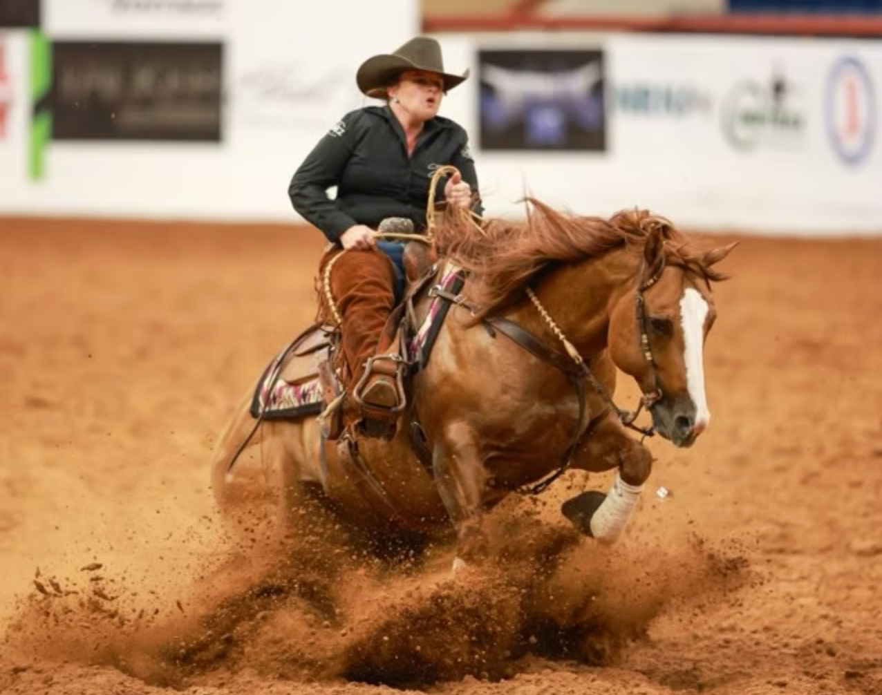 Red Dun Stallions Photo