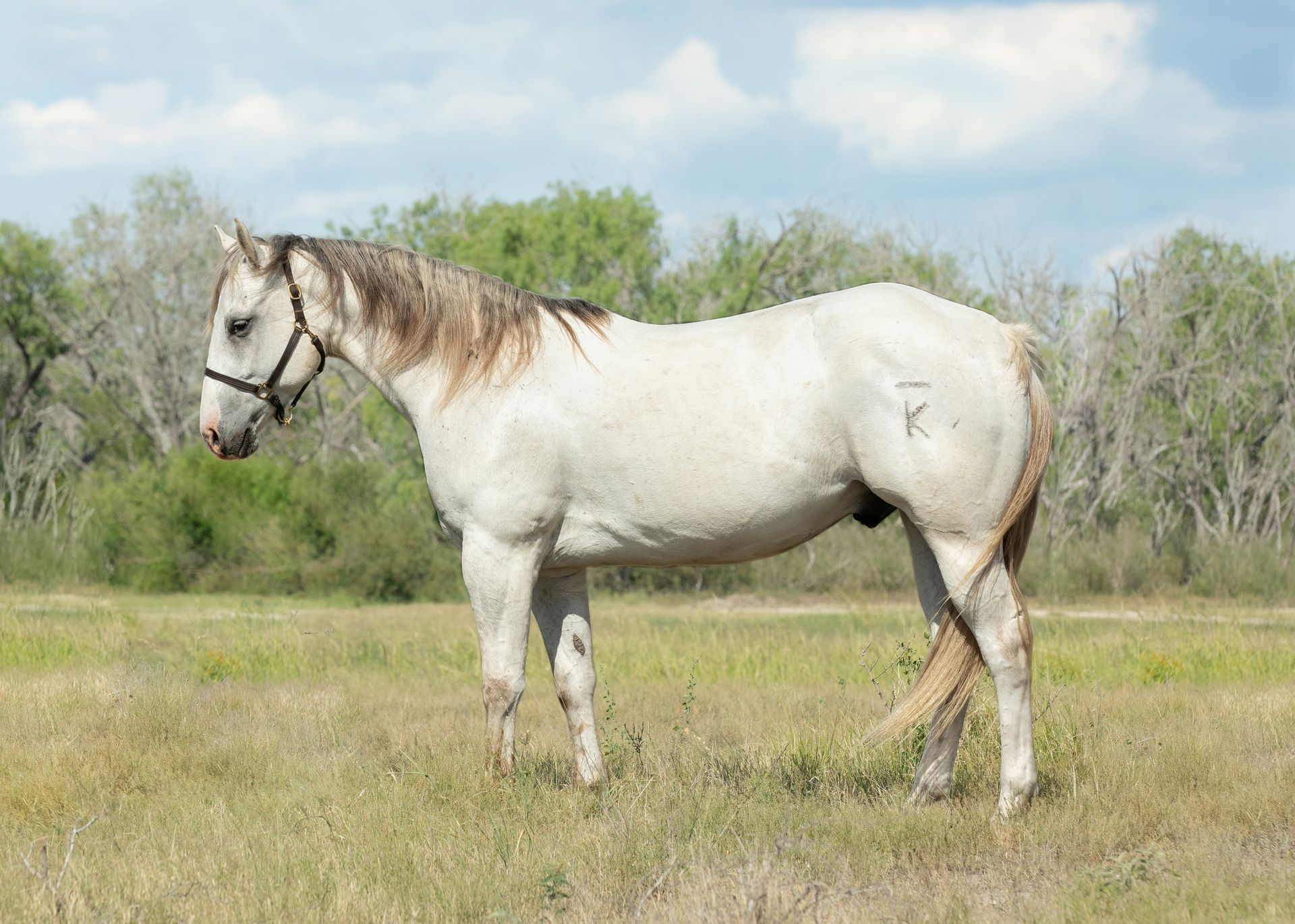 Red Dun Gelding Horse for Sale Photo