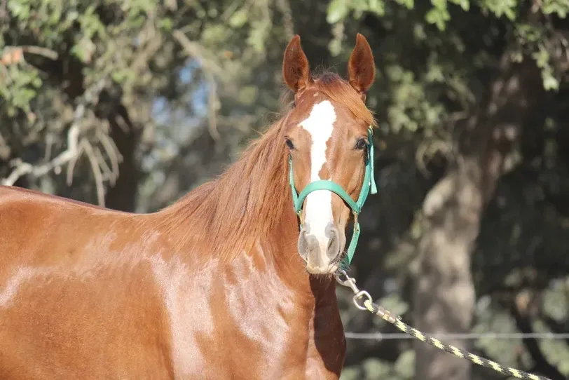 Sorrel Mare For Sale Texas