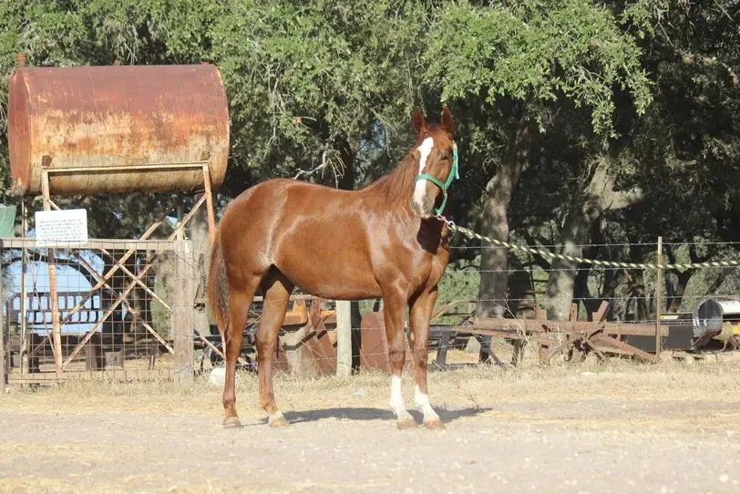 Sorrel mare for sale photo