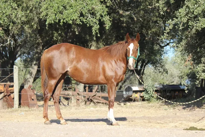 sorrel mare horse photo texas