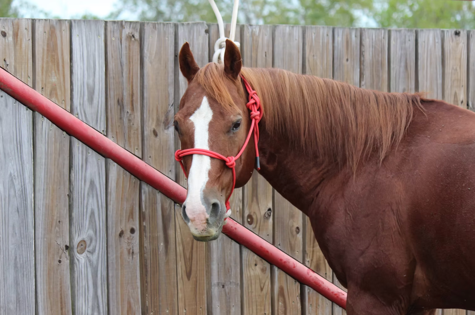 Stallion Photo in texas