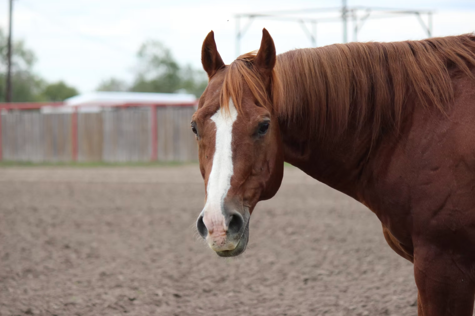 Sorrel Stallion in Texas photo
