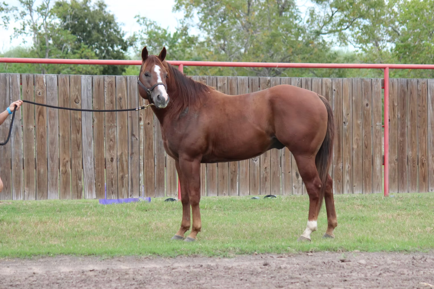 Sorrel Stallion in TX