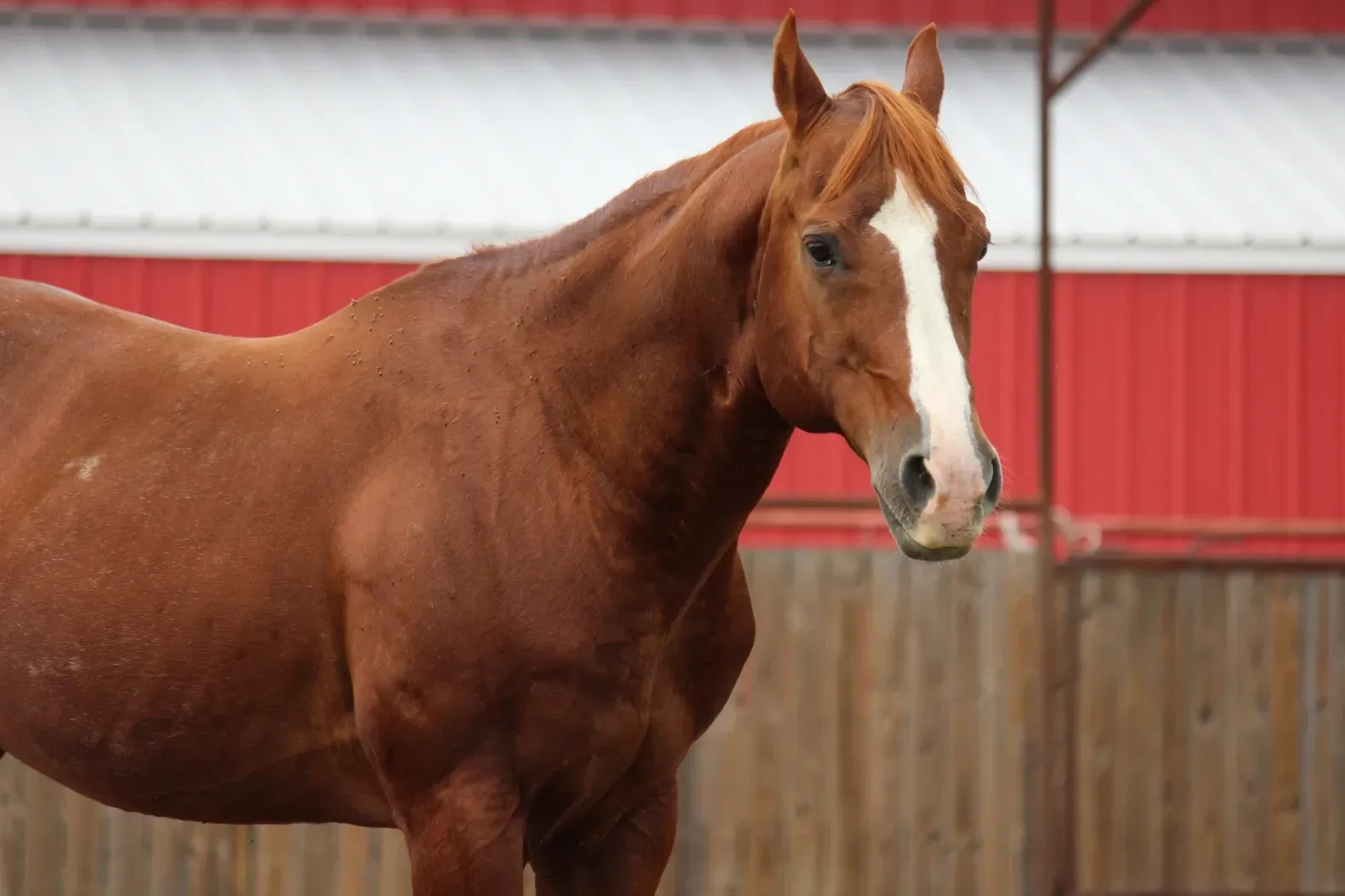 Stallion Photo in Texas
