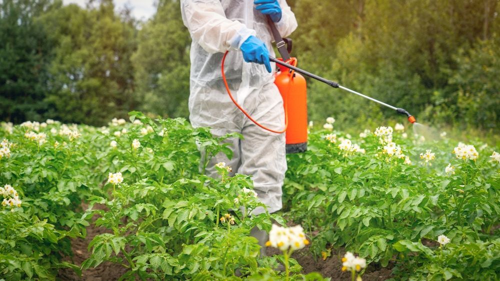A man in a protective suit is spraying a field of potatoes with a sprayer.