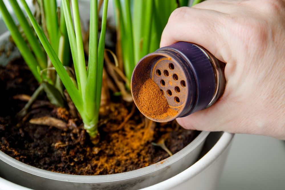 A person is pouring powder into a potted plant.
