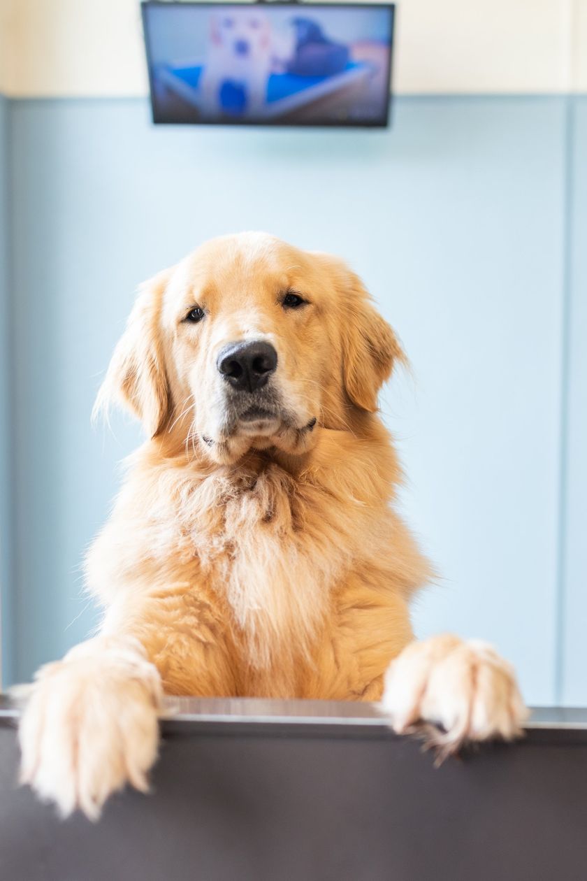 Pet Boarding Wilmington, NC Pet Hotel The Diggs at Paws & Claws