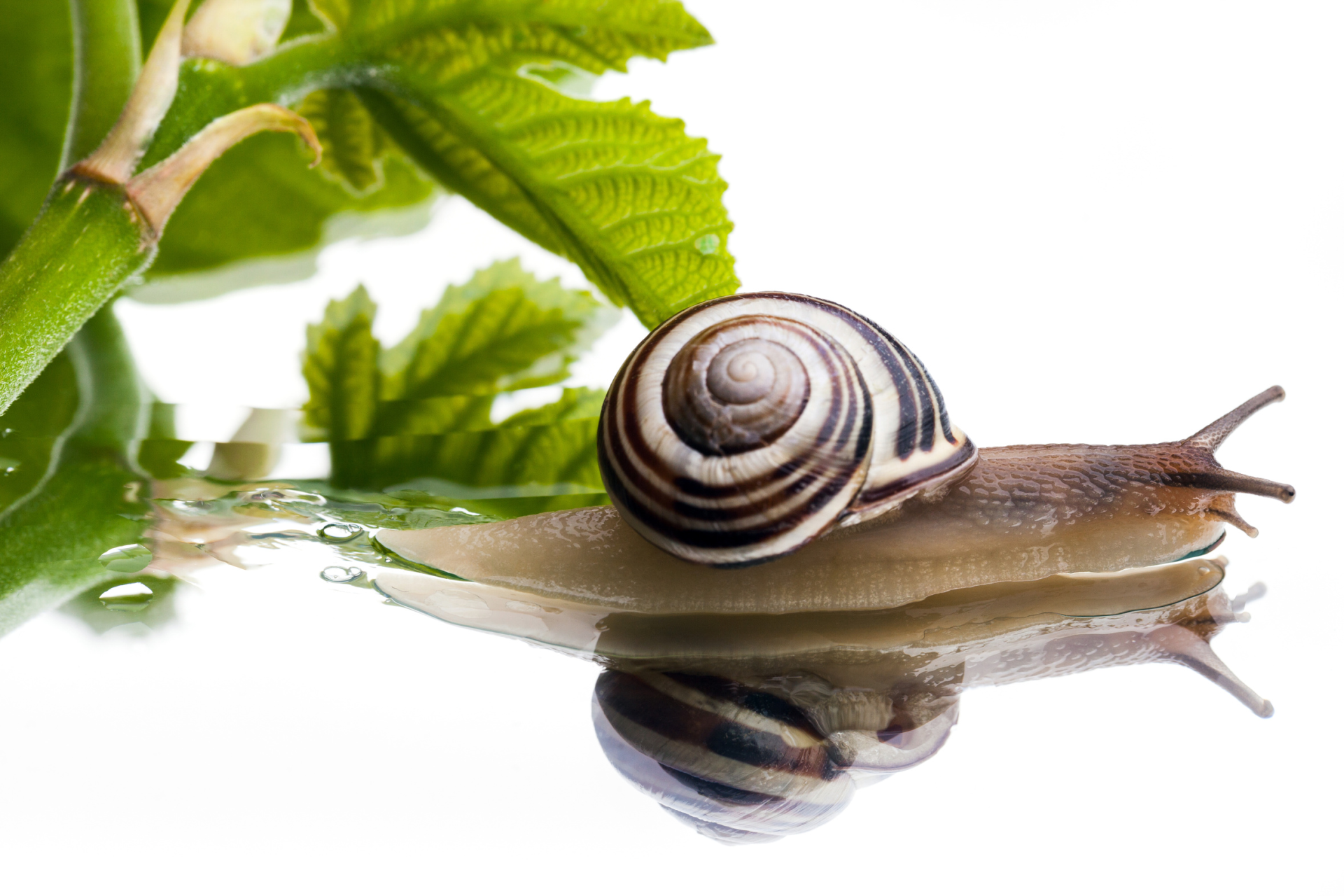 Ultra régénérante, la bave d'escargot est fantastique pour les peaux abimées