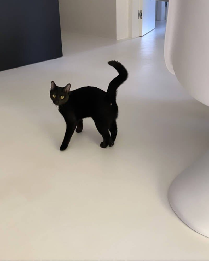 Gatto nero in piedi sul pavimento bianco, con la coda alzata, che guarda l'osservatore in un interno moderno.