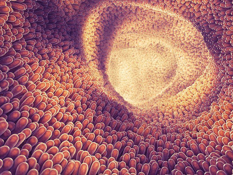Particolare mucosa intestinale