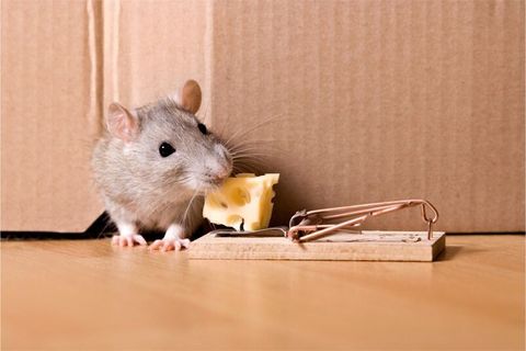 Mice Trapping-Pest Control in Middle Village, NY