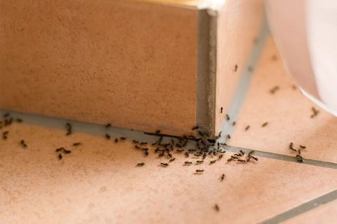 Ant Colony-Pest Control in Middle Village, NY