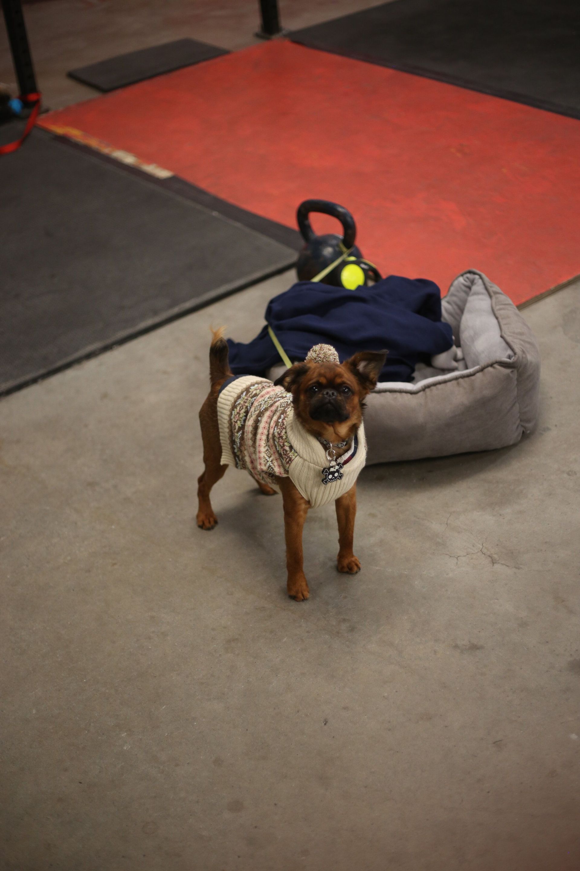 A small dog wearing a sweater is standing next to a dog bed.