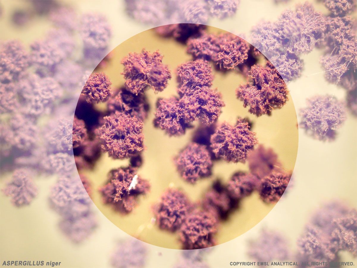 A picture of purple flowers under a microscope