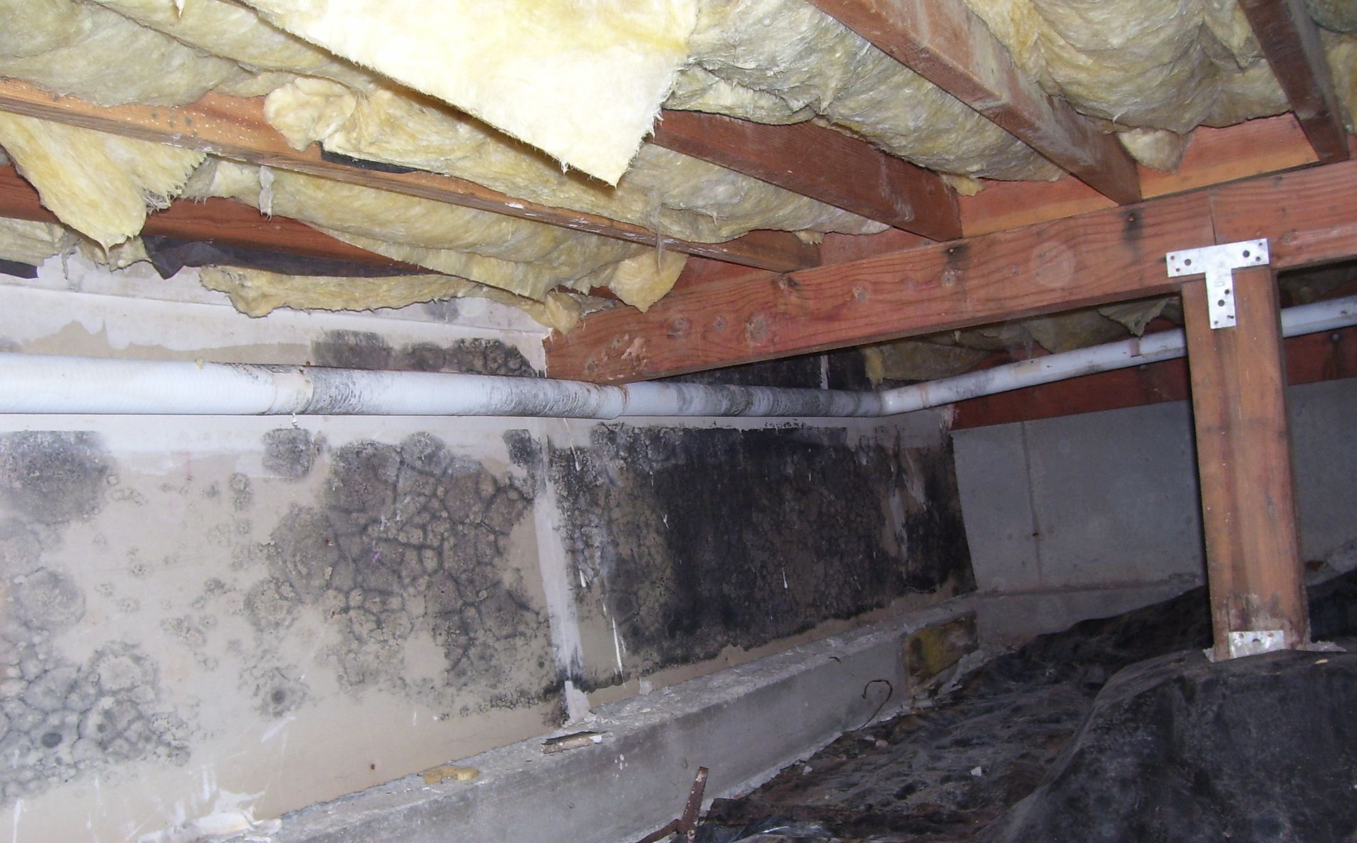 A crawl space with a lot of mold on the walls and ceiling.