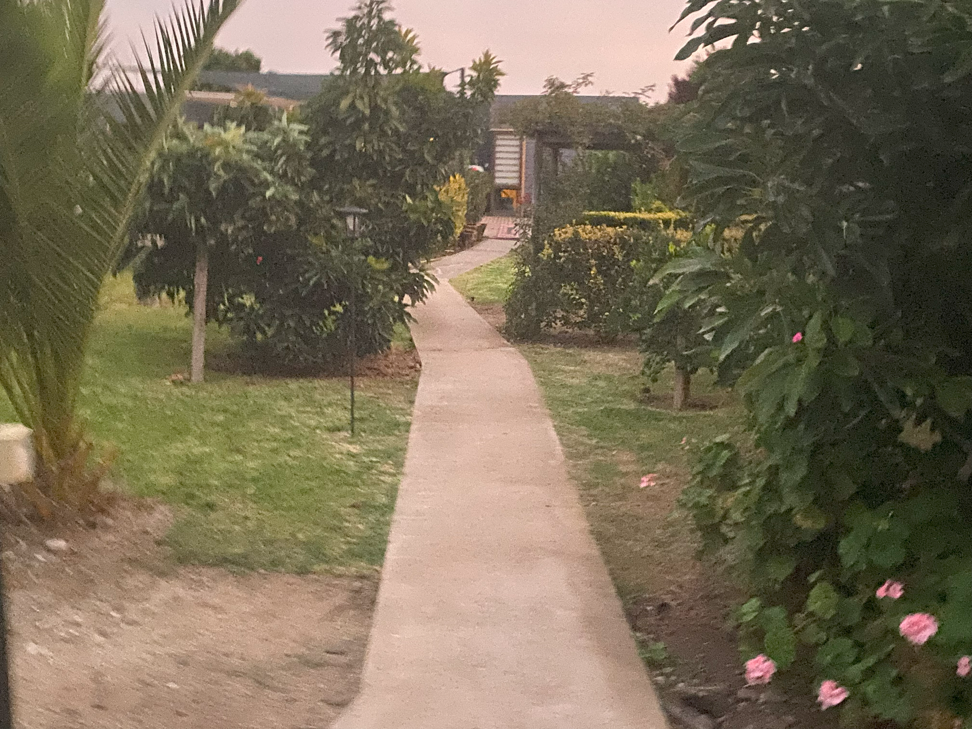 Camino de hormigón a través de un jardín con árboles verdes, arbustos y flores rosas.
