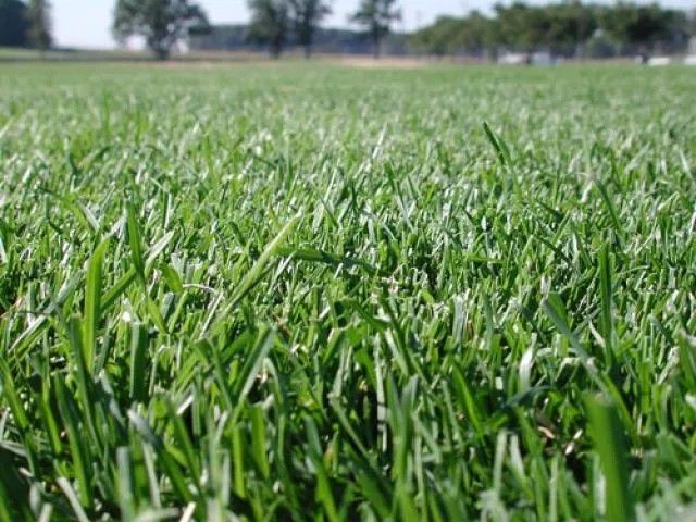 Kentucky Bluegrass