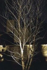 Tree Lighting - Impact