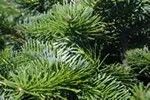Abies balsamea var.phanerolepis
Canaan Fir