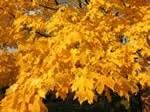 Acer saccharum
Sugar Maple