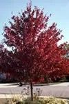 Acer rubrum
Red Maple