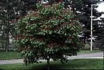 Aesculus pavia
Red Buckeye