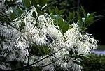 Chionanthus virginicus
White Fringetree
