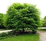 Cladrastis kentuckea
American Yellowwood