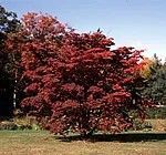 Cornus kousa
Kousa Dogwood