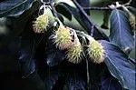 Fagus sylvatica
European Beech