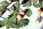 Ginkgo biloba
Ginkgo