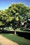 Koelreuteria paniculata
Panicled Goldenraintree