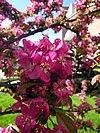 Malus sp.
Flowering Crabap