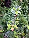 Picea omorika
Serbian Spruc