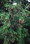 Picea orientalis
Oriental Spruce