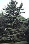 Pinus strobus
Eastern White Pine
