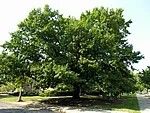 Quercus imbricaria
Shingle Oak