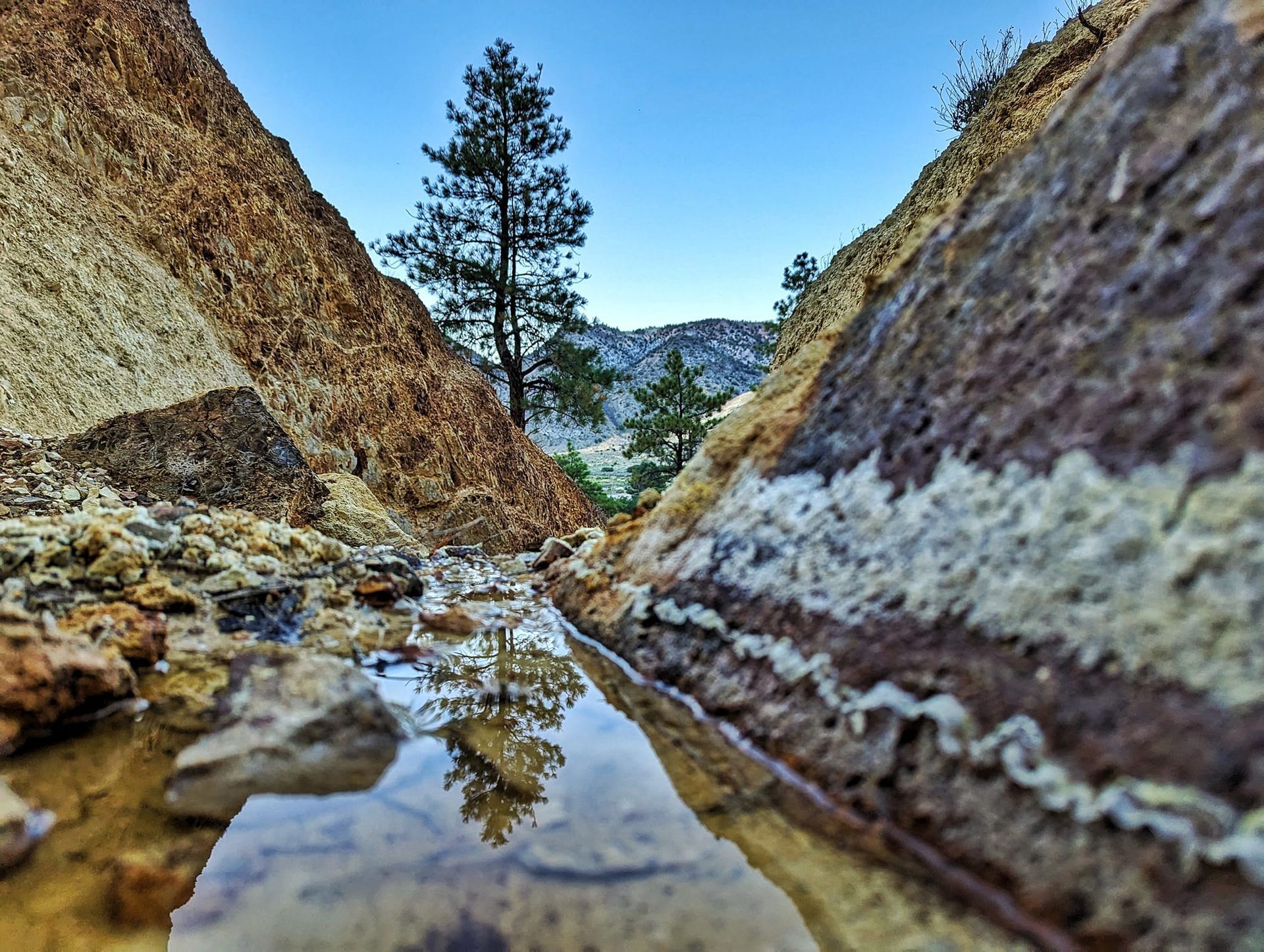 A tree is reflected in the water of a stream.