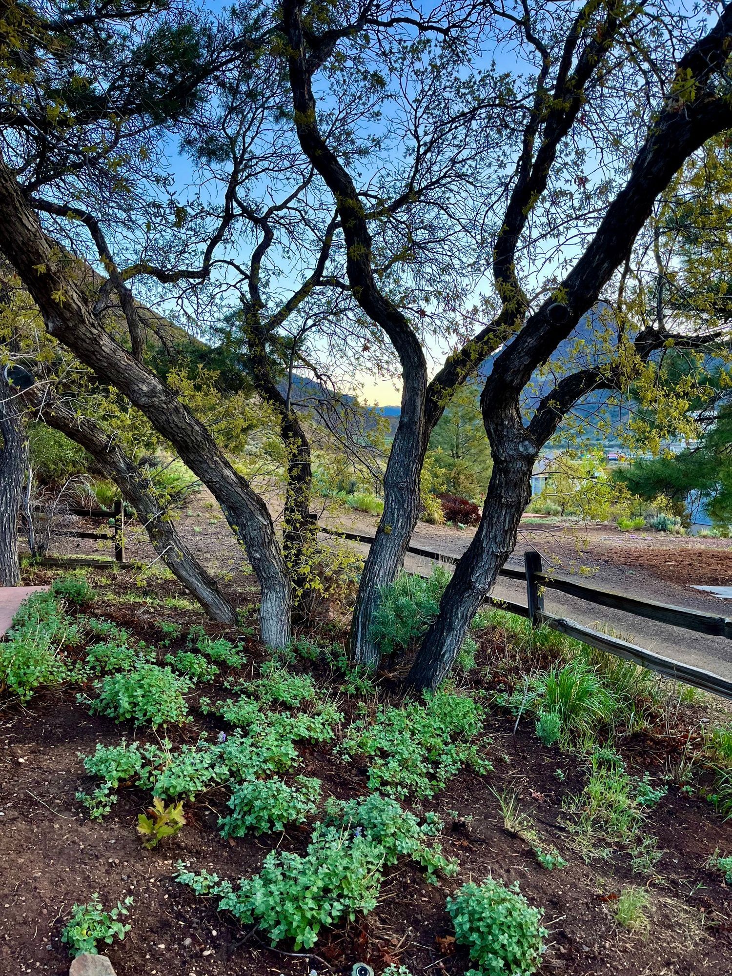 A garden filled with lots of plants and trees with a fence in the background.