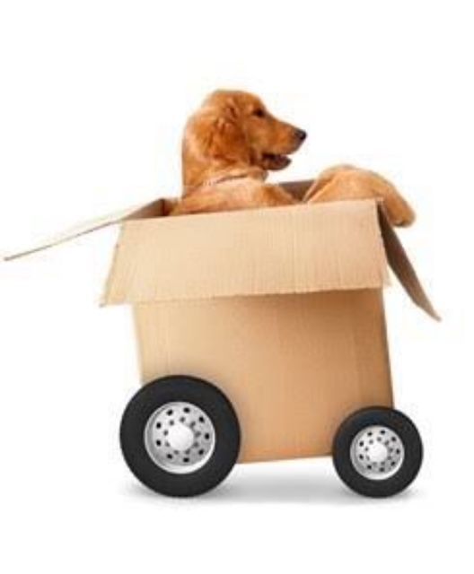 A dog is sitting in a cardboard box on wheels