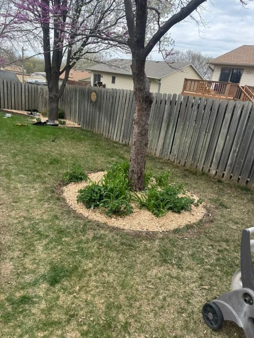A tree in a backyard with a circular mulch bed around its trunk, surrounded by green grass and a wooden fence.