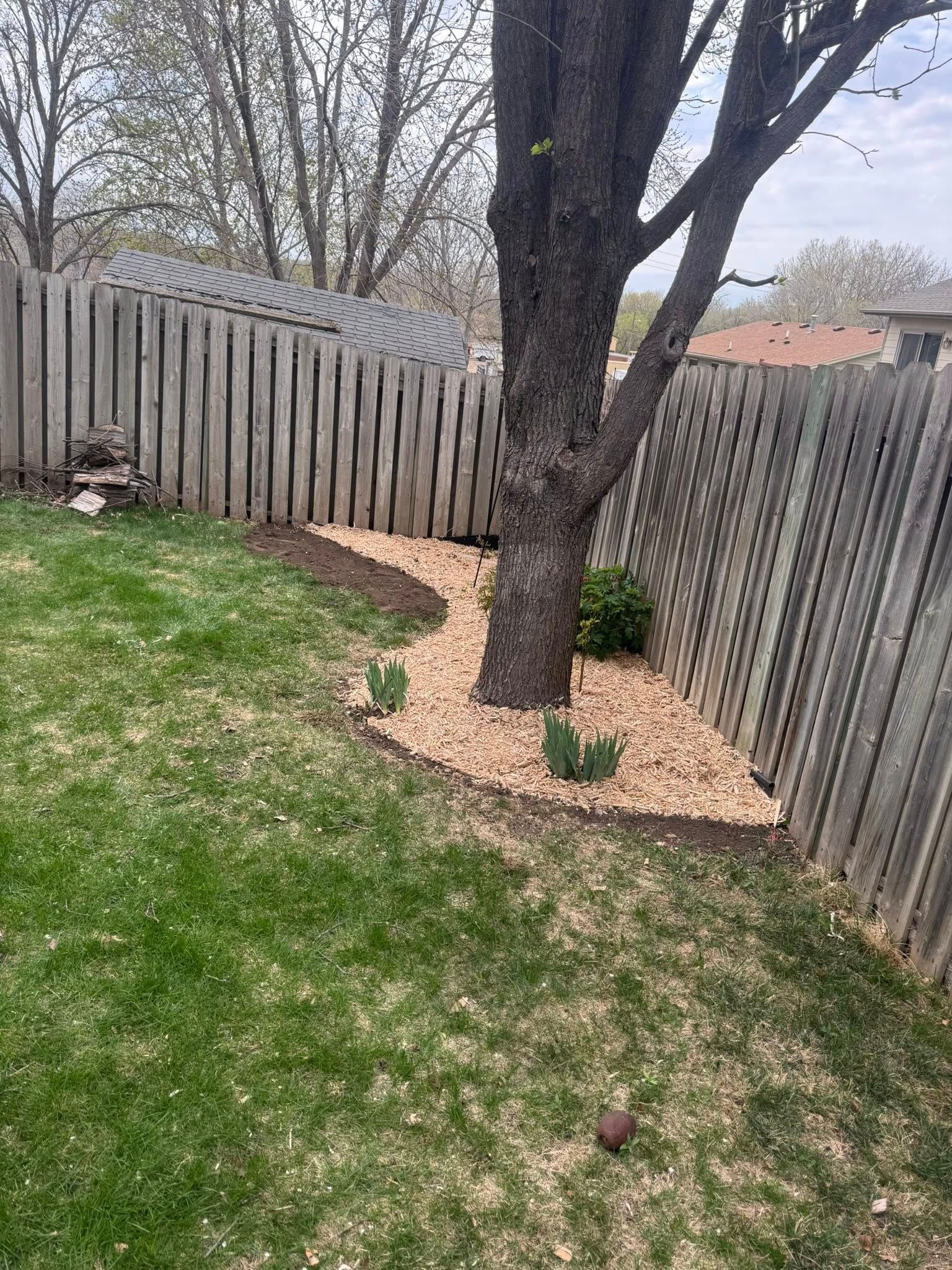 A tree surrounded by light-colored mulch in a backyard corner, set against a wooden privacy fence and a green lawn.