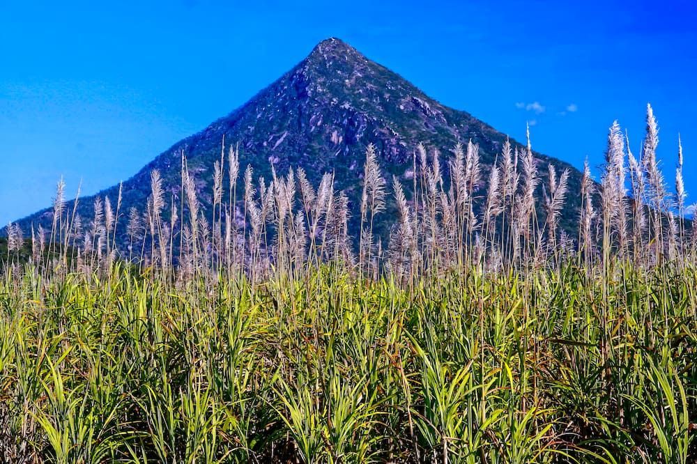 A Field Of Tall Grass In Edmonton — BT Airconditioning In Edmonton, QLD