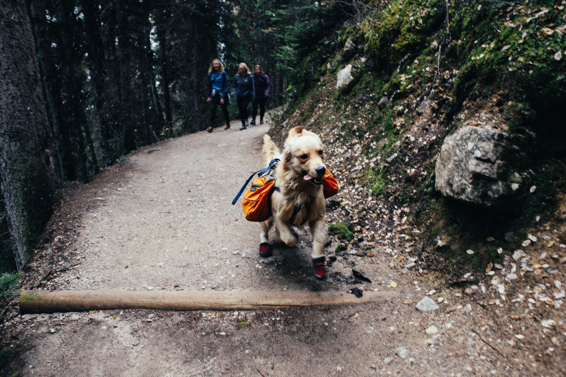 Dog with a backpack on a hiking trail, boots on, with people in the background.