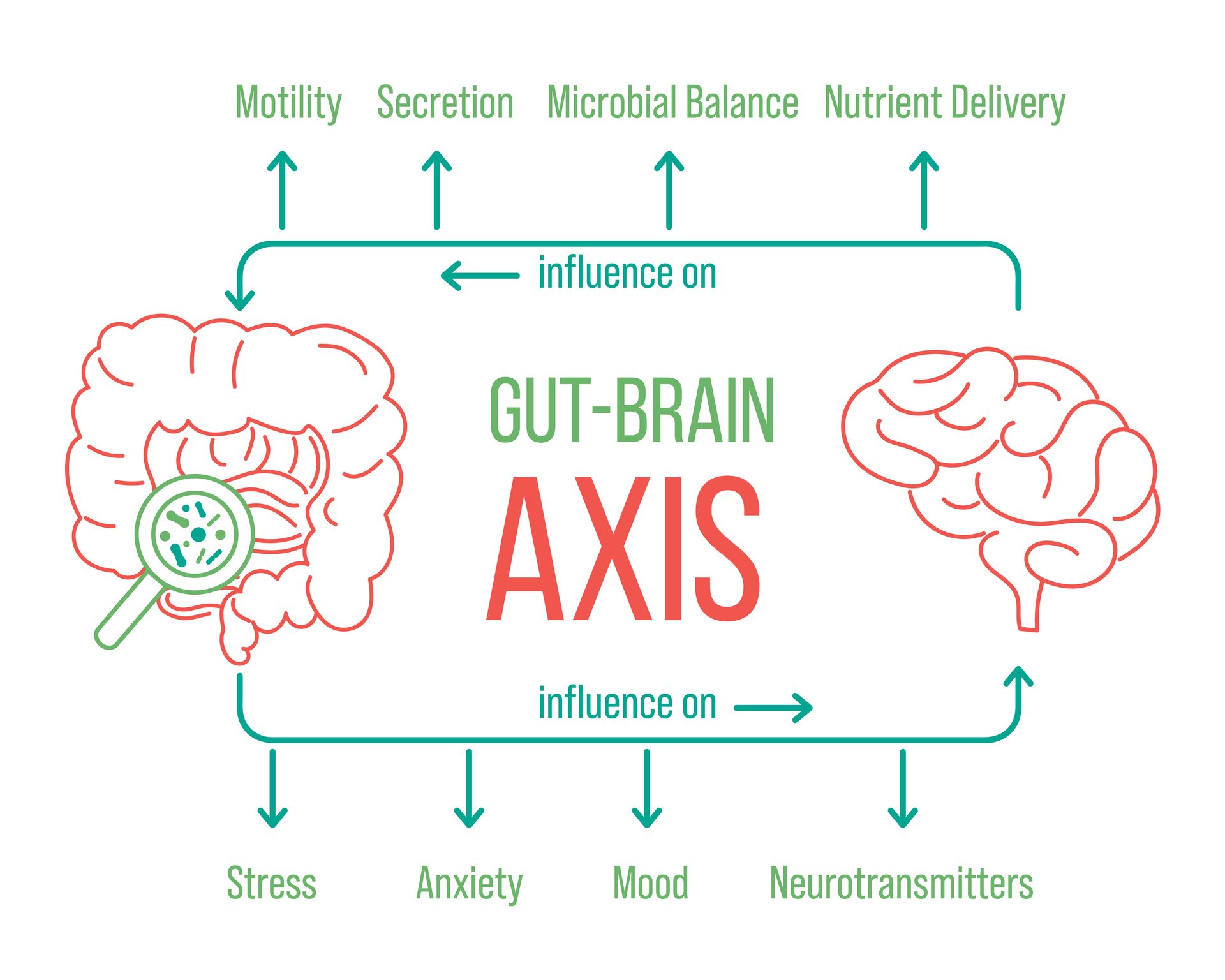 A diagram of a gut-brain axis with a magnifying glass.