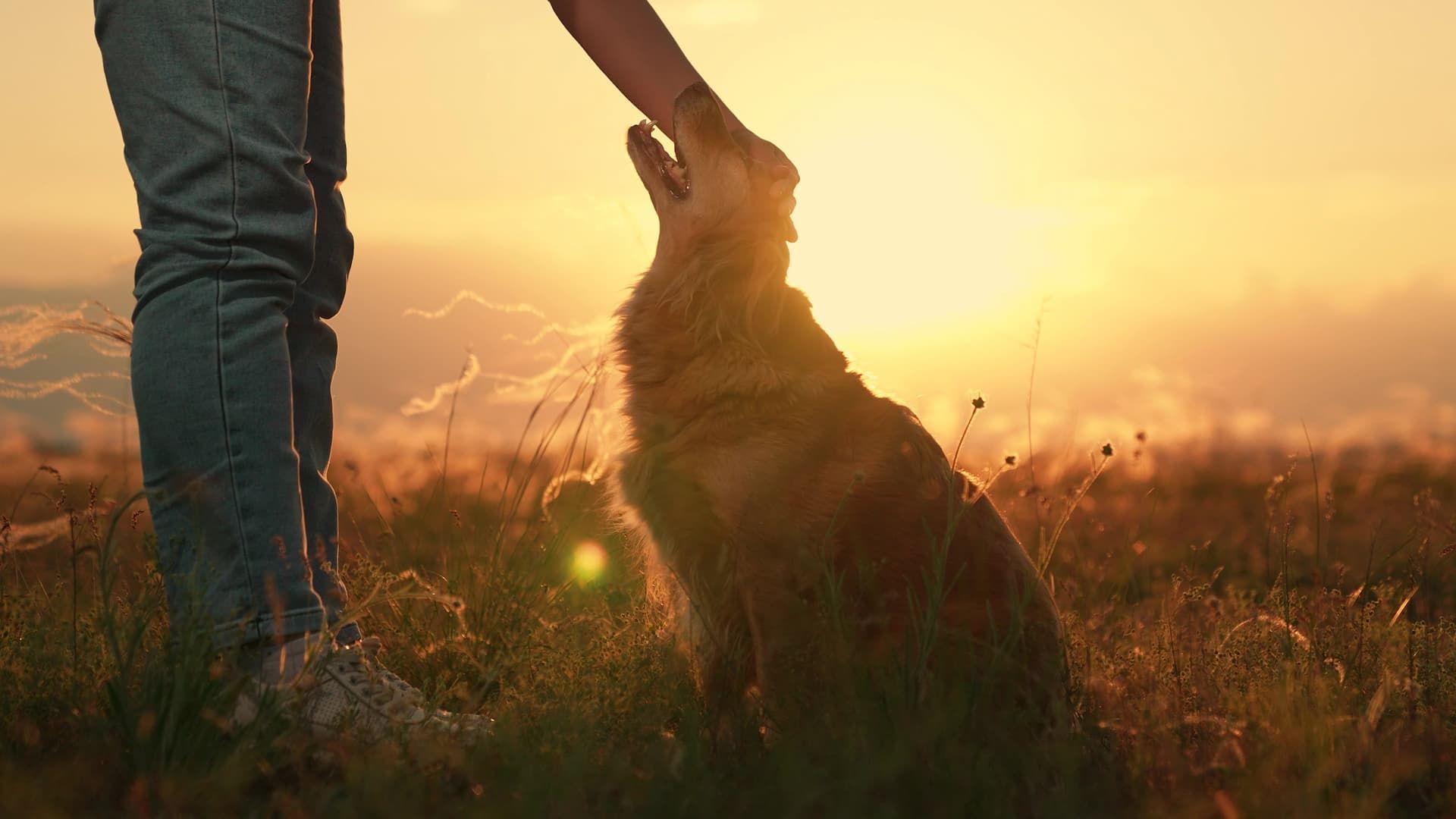Golden dog being petted by a person in a field at sunset.