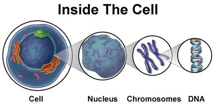 Diagram showing the inside of a cell: cell, nucleus, chromosomes, and DNA.