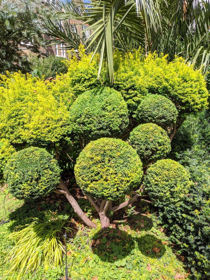 Topiary example - ball shaped hedge